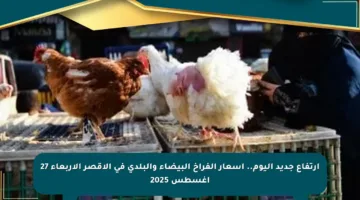 ارتفاع جديد اليوم.. أسعار الفراخ البيضاء والبلدي في الأقصر الأربعاء 27 أغسطس 2025